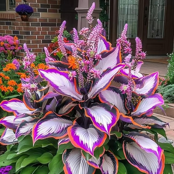 🔥Premium Rare Hosta Seeds🌿Shade-Tolerant Plant