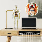 3D human body torso model for kids anatomy model skeleton
