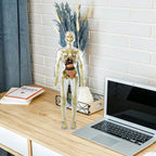 3D human body torso model for kids anatomy model skeleton