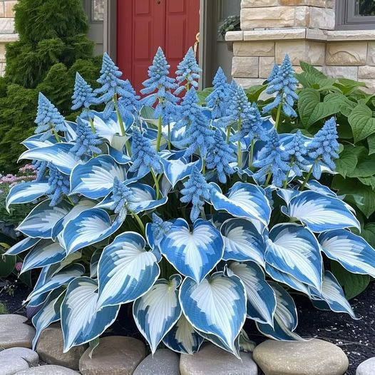 🔥Premium Rare Hosta Seeds🌿Shade-Tolerant Plant
