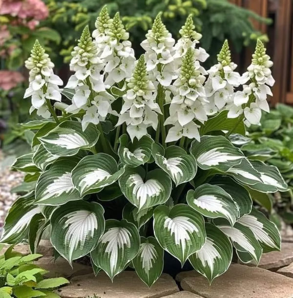 🔥Premium Rare Hosta Seeds🌿Shade-Tolerant Plant