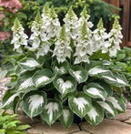 🔥Premium Rare Hosta Seeds🌿Shade-Tolerant Plant