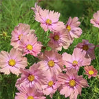 🌺Cosmos Seeds 511 Pcs, Mixed & Single Colors, for Garden & Patioshi