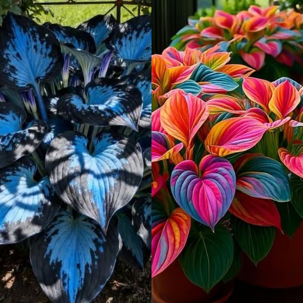🔥Premium Rare Hosta Seeds🌿Shade-Tolerant Plant