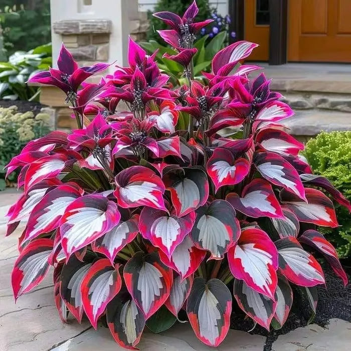 🔥Premium Rare Hosta Seeds🌿Shade-Tolerant Plant