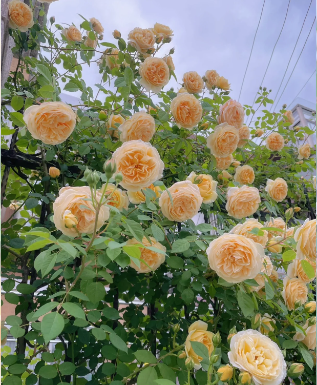 Garden Climbing Rose Flower Seeds