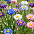🌱Mixed Cornflower Seeds – Create a Stunning Wildflower Garden