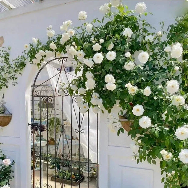 Garden Climbing Rose Flower Seeds
