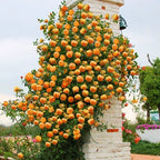 Garden Climbing Rose Flower Seeds