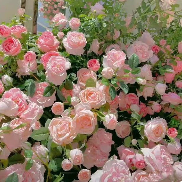 Garden Climbing Rose Flower Seeds