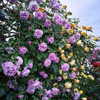 Garden Climbing Rose Flower Seeds
