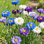 🌱Mixed Cornflower Seeds – Create a Stunning Wildflower Garden