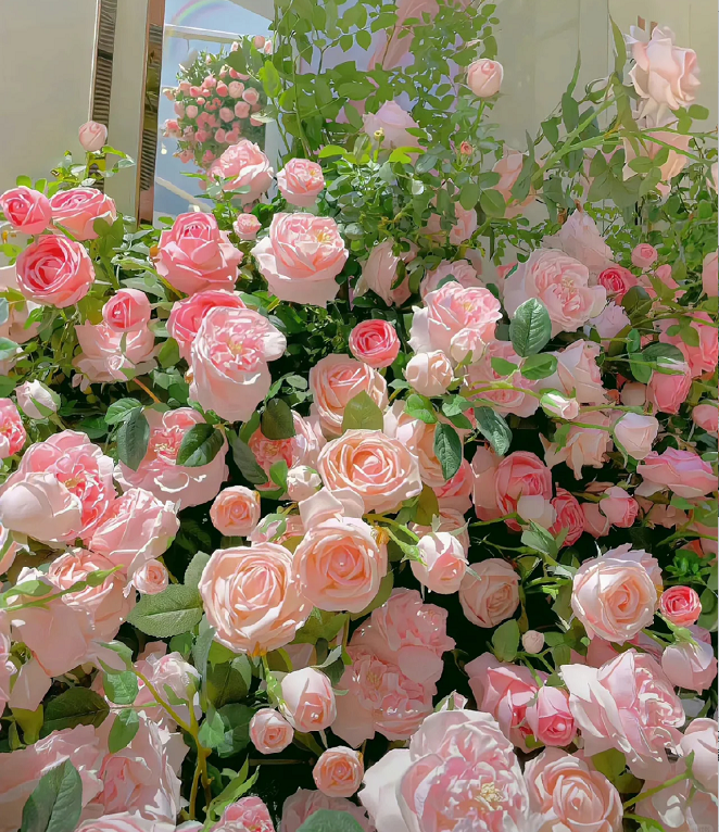 Garden Climbing Rose Flower Seeds