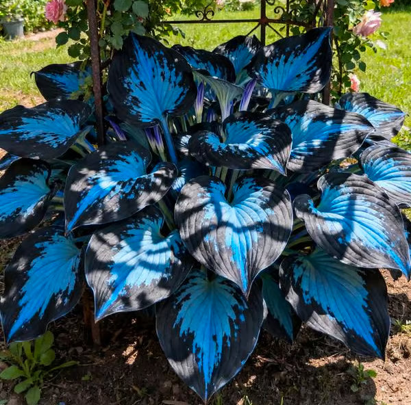 🔥Premium Rare Hosta Seeds🌿Shade-Tolerant Plant